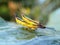 A pair of grasshoppers mating on a green taro leaf with drops of morning dew soaking the surface