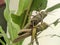 A pair of grasshoppers that are on ornamental plants