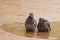 Pair of gray doves swimming in a puddle on the street. Birds bathe in water on paving slabs in the rain. love, friendship, care