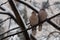 Pair of gray Eurasian collared doves Streptopelia decaocto on a cold winter day