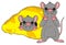 Pair of gray rats