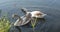 A pair of gray swans swim in lake