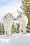 A pair gray timber wolf in winter