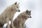 Pair of gray wolves