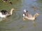 Pair of graylag geese