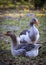 Pair of graylag goose in portrait