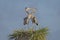 Pair of Great Blue Herons Forming a Heart - Florida