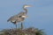 Pair of great blue herons on nest