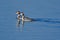 Pair of great Crested grebe bird, natural, nature, wallpaper