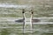 Pair of great crested grebe mating ritual