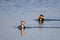 Pair of Great Crested Grebe (podiceps cristatus) swimming