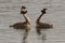 Pair of Great Crested Grebes Podiceps cristatus perform their