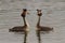 Pair of Great Crested Grebes Podiceps cristatus perform their
