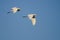 Pair of Great Egrets Flying in Blue Sky