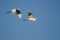Pair of Great Egrets Flying in Blue Sky