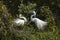 Pair of great egrets with ritual mating behavior in Florida.