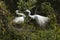 Pair of great egrets with ritual mating behavior in Florida.