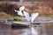 Pair of great egrets standing gracefully atop a wet rock in a serene body of water