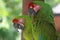 a pair great grean macaw