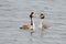 A pair great grebe during breeding