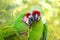 Pair great green military macaw Ara militaris mexicana portrait