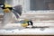 Pair of Great tits feeding on sunflower seeds