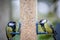 A pair of Great Tits (Parus major) eating seed on a domestic bird feeder