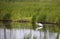 Pair of Great White Egret Stalking Food