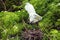 A pair of Great White Egrets nesting in the foliage of a small bush