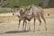 Pair of greater kudus