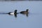 Pair of greater scaup who swim along the river on a sunny spring