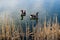 Pair of Greater White Fronted Geese