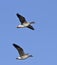 Pair of Greater White-fronted Geese Flying