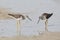 Pair of Greater Yellowlegs foraging at the edge of a tidal lagoon - Pinellas County, Florida