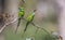 Pair of Green Bee Eaters