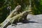 Pair of Green Iguanas With Long Talons