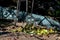 Pair of green iguanas sitting together on the ground having a meal.