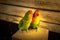Pair of green inseparable parrots on a wooden background