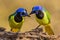 Pair of Green Jays stand together on tree branch