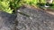 Pair of green lizards on a stone close up