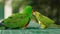 pair of green macaw and eclectus parrot