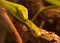 Pair of Green Mamba Snakes Coiled Together