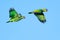 A pair of green parrots, chirping and in flight on a bright sunny day