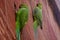 A pair of  green parrots sitting on an ancient brick wall. Green indian parrots