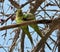 A pair of green parrots on a tree branch.