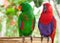 A pair of green and red Solomon Island Eclectus Parrots