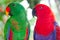 A pair of green and red Solomon Island Eclectus Parrots