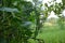 The pair of green ripe beans with vine in the garden