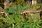 The pair of green ripe beans with vine in the garden