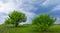 pair of green tree growth in the prairie